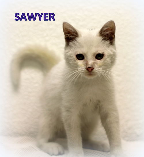 Sawyer