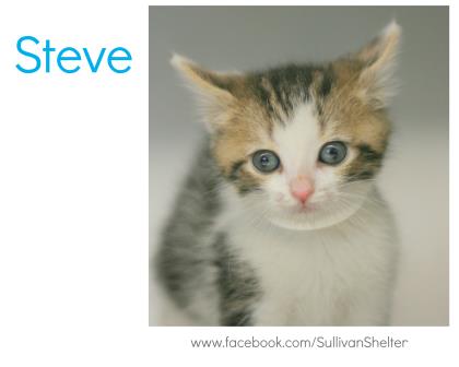 Steve