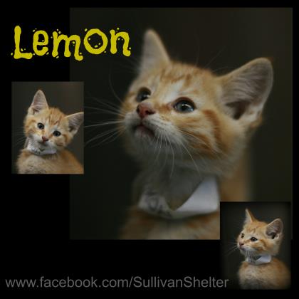 Lemon