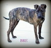 Bre