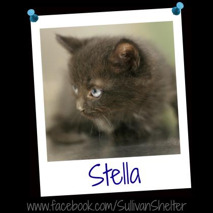 Stella