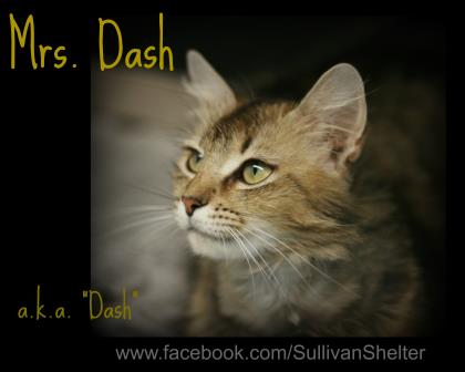 Dash