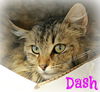 Dash