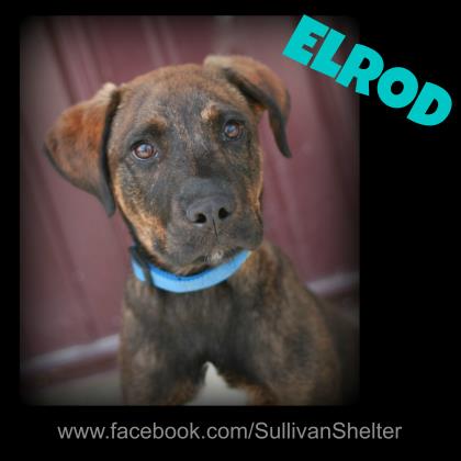 Elrod