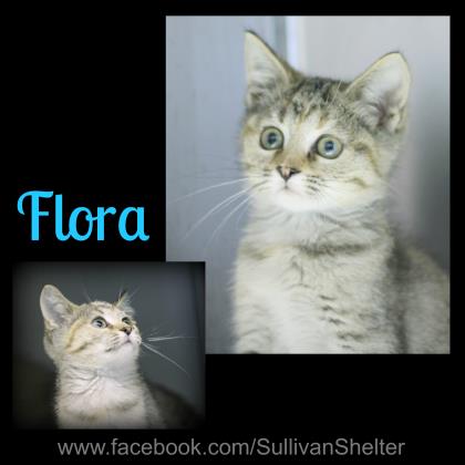 Flora