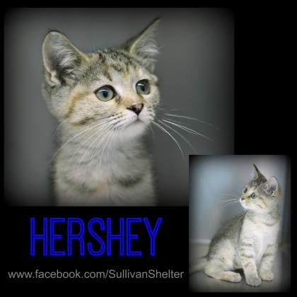 Hershey