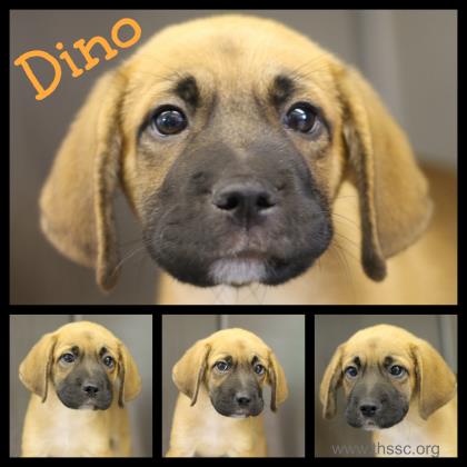 Dino