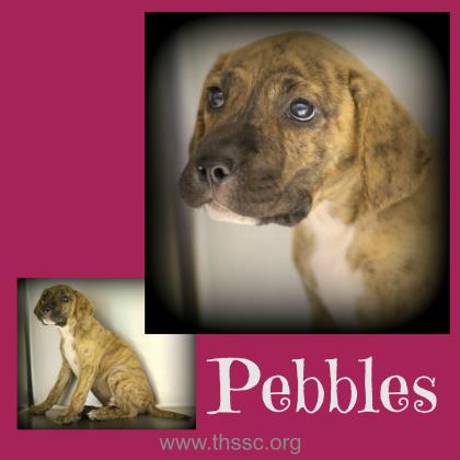 Pebbles