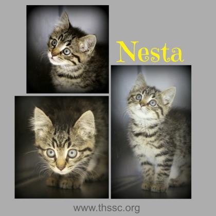 Nesta