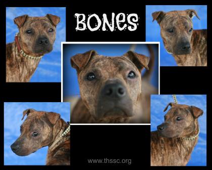 Bones