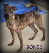 Bones