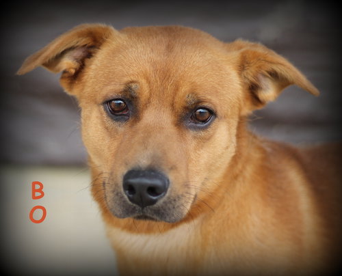 Bo