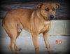 Bo