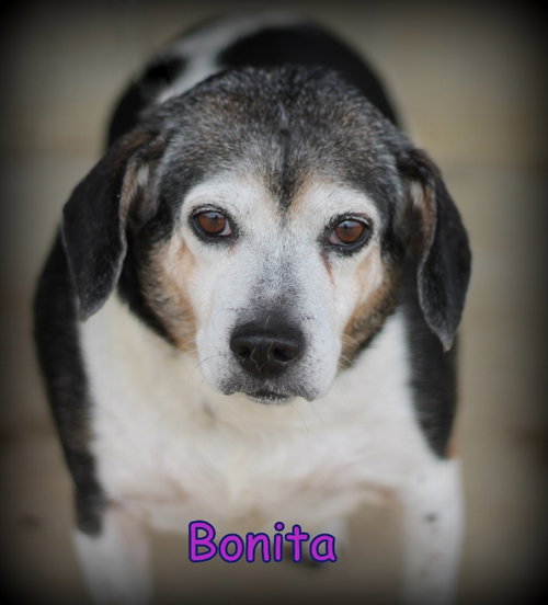 Bonita