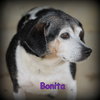 Bonita