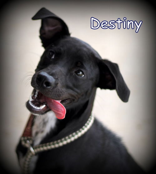 Destiny