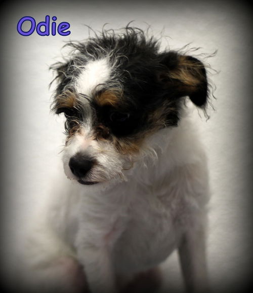 Odie