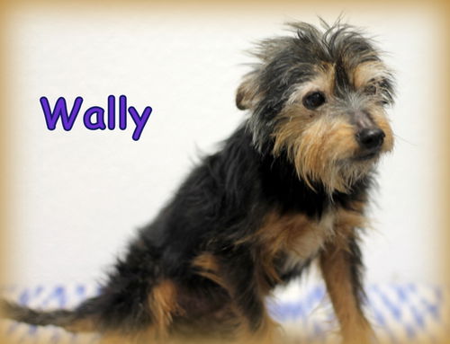 Wally