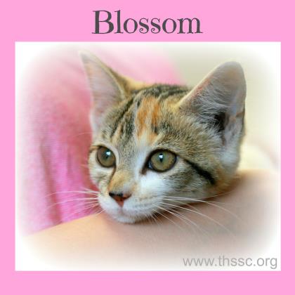 Blossom