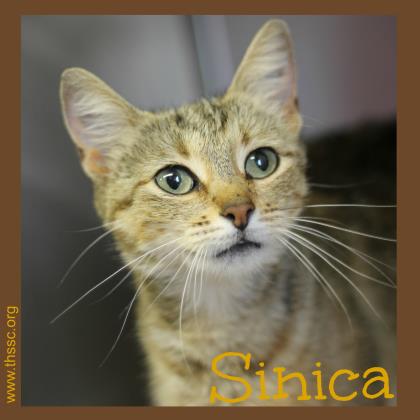 Sinica