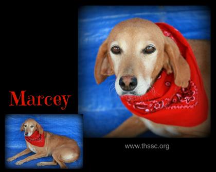 Marcey