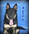 Buffy