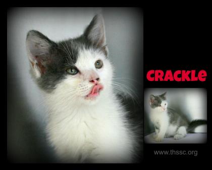 Crackle