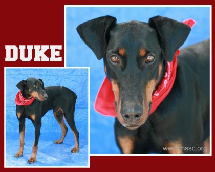 Duke