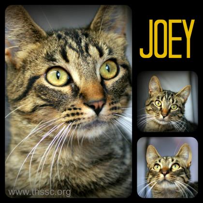 Joey
