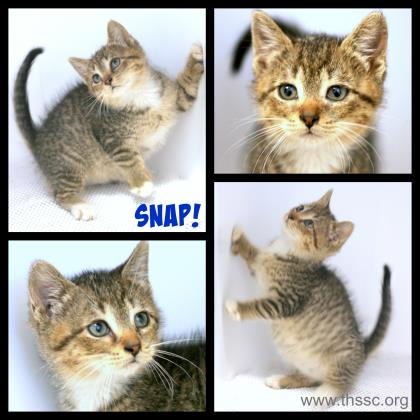 Snap
