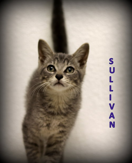 Sullivan