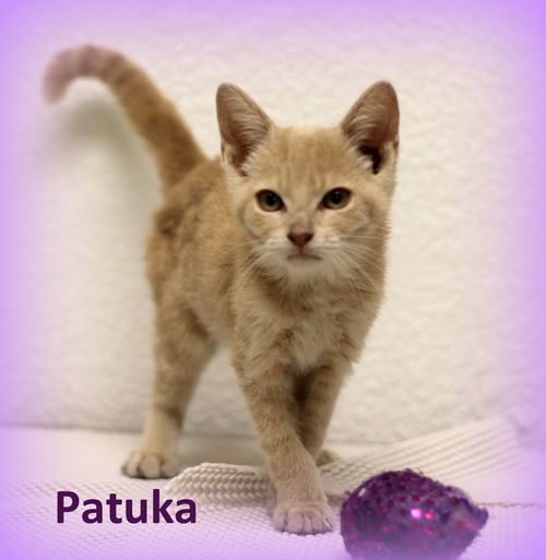 Patuka