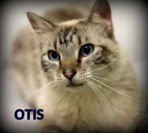 Otis