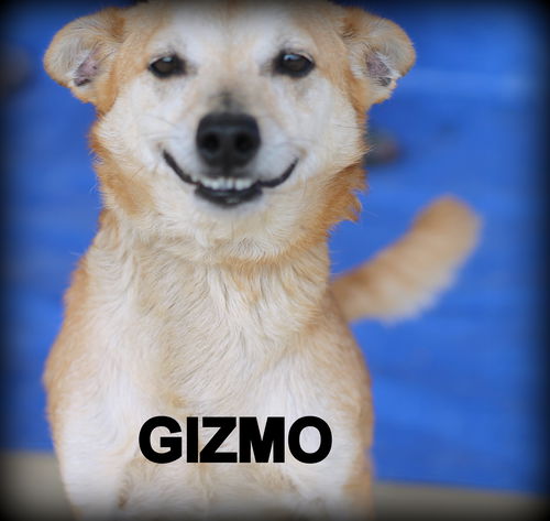 Gizmo