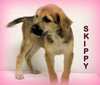 Skippy