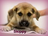 Skippy