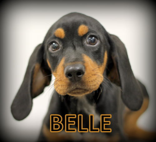 Belle