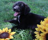 Cooper