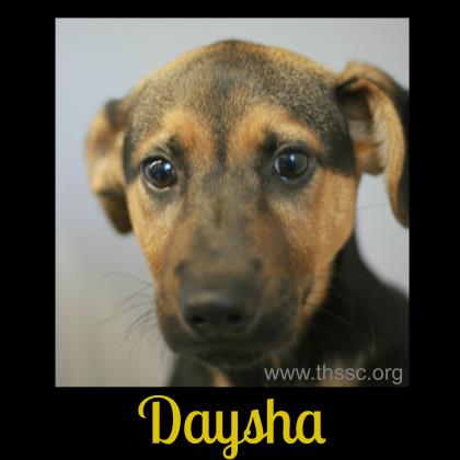 Daysha