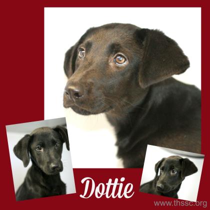 Dottie