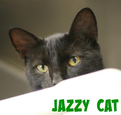 Jazzy Cat