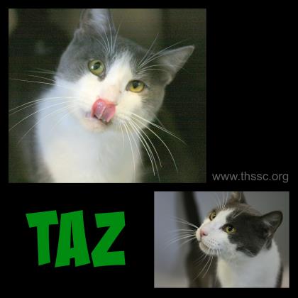 Taz