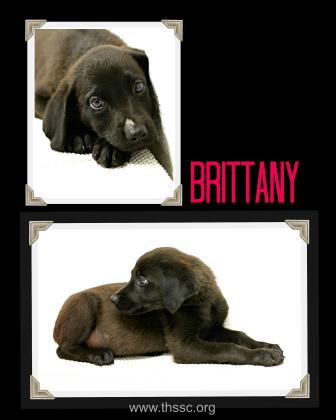 Brittany