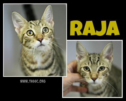 Raja