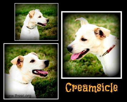Creamsickle