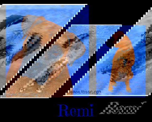Remi