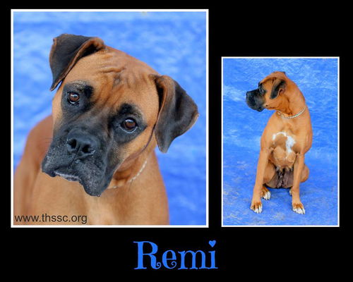 Remi