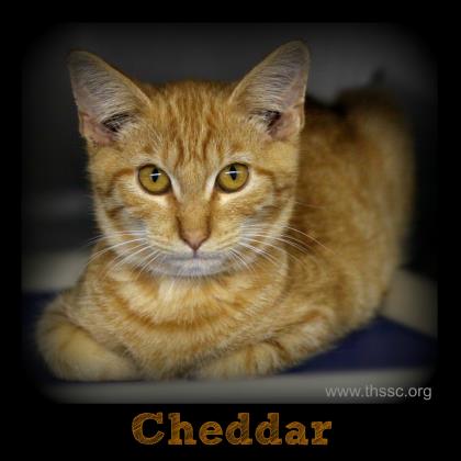 Cheddar