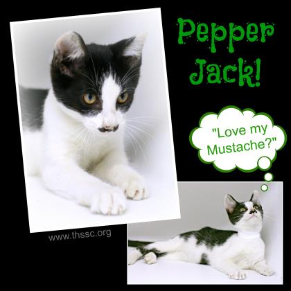 Pepper Jack