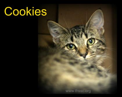 Cookies